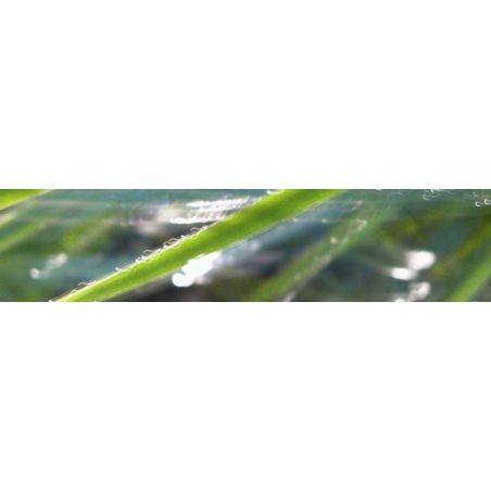 Crédence murale PICit® 14 -...